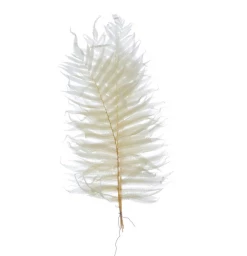Feng Sway Cream Fern Leaf Bundle