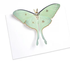 DEAR ALCHEMY Happy Birthday Luna Moth Pop Up Greeting Card CARDS