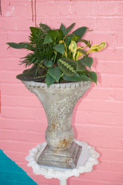 Feng Sway Wild Card Low Light Art Plant ~ Live Plant LIVE PLANTS