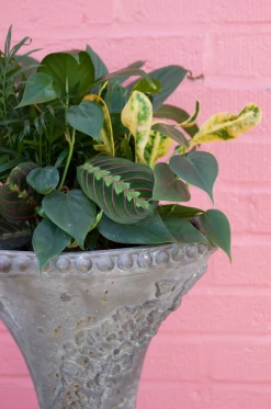 Feng Sway Wild Card Low Light Art Plant ~ Live Plant LIVE PLANTS