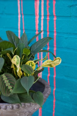 Feng Sway Wild Card Low Light Art Plant ~ Live Plant LIVE PLANTS