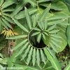 Feng Sway PICK UP ONLY RARE Philodendron Goeldii ~ Live Plant LIVE PLANTS