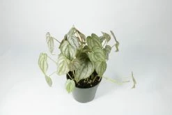 Feng Sway RARE Philodendron Brandi ~ Live Plant LIVE PLANTS