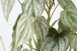 Feng Sway RARE Philodendron Brandi ~ Live Plant LIVE PLANTS