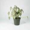 Feng Sway RARE Philodendron Brandi ~ Live Plant LIVE PLANTS