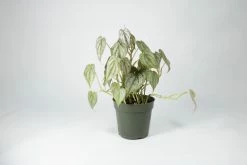 Feng Sway RARE Philodendron Brandi ~ Live Plant LIVE PLANTS