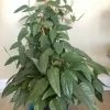 Feng Sway LIVE PLANTS RARE Philodendron Cebu Blue ~ Live Plant