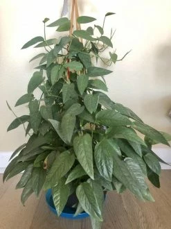 Feng Sway LIVE PLANTS RARE Philodendron Cebu Blue ~ Live Plant