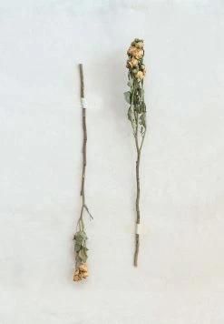 Feng Sway Dried Natural Rose Bunch