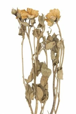 Feng Sway Dried Natural Rose Bunch