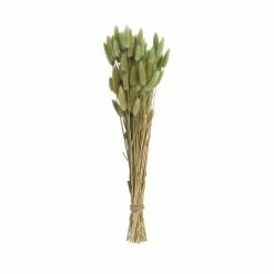 Feng Sway Green Dried Bunny Tail Grass Bundle