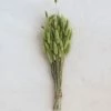 Feng Sway Green Dried Bunny Tail Grass Bundle