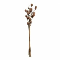 Feng Sway Dried Natural Platycarya Bunch