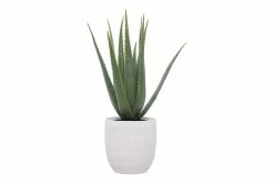 Feng Sway Exclusive FAUX + PRESERVED Faux Aloe Plant