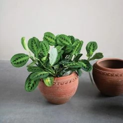Feng Sway Exclusive 6-7" POTS Textured Terra Cotta Pots ~ Two Sizes