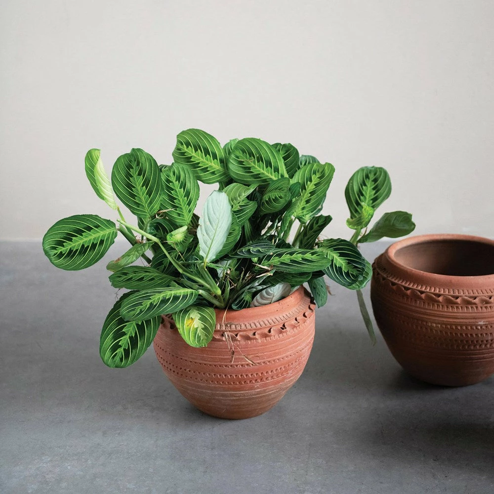 Feng Sway Exclusive 6-7" POTS Textured Terra Cotta Pots ~ Two Sizes 4 Feng Sway Exclusive 6-7" POTS Textured Terra Cotta Pots ~ Two Sizes