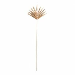 Feng Sway DRIED FLORALS + FEATHERS Lady Finger Palm Pick