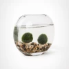 Feng Sway LIVE PLANTS Japanese Marimo Moss Ball