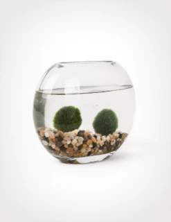 Feng Sway LIVE PLANTS Japanese Marimo Moss Ball