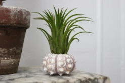 Feng Sway Air Plant FUN