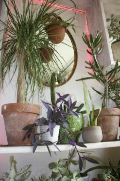 Feng Sway Exclusive FUN PRIVATE SHOPPING APPOINTMENT