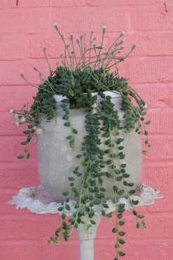 FENG SWAY ALL POTTERY Rounded White Textured Stoneware Pot