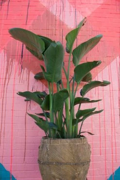 FENG SWAY PRE-ORDER FOR PICK UP 10”-14” Bird Of Paradise ~ Live Plant