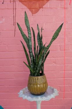 Feng Sway 70s Vibes Mustard Texture Pot