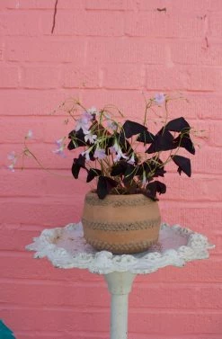 Feng Sway Purple Clover ~ Live Plant 9 Feng Sway Purple Clover ~ Live Plant