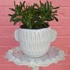 Feng Sway PRE-ORDER Fluted Jade Succulent ~ Live Plant