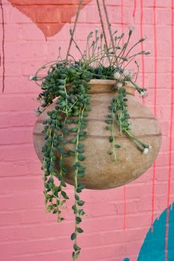 FENG SWAY Large Hanging Plant Urn 6-7