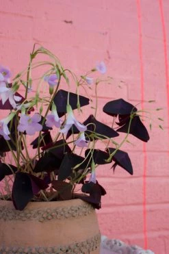 Feng Sway Purple Clover ~ Live Plant 11 Feng Sway Purple Clover ~ Live Plant