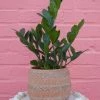 Feng Sway LIVE PLANTS PRE-ORDER ZZ Top ~ Live Plant
