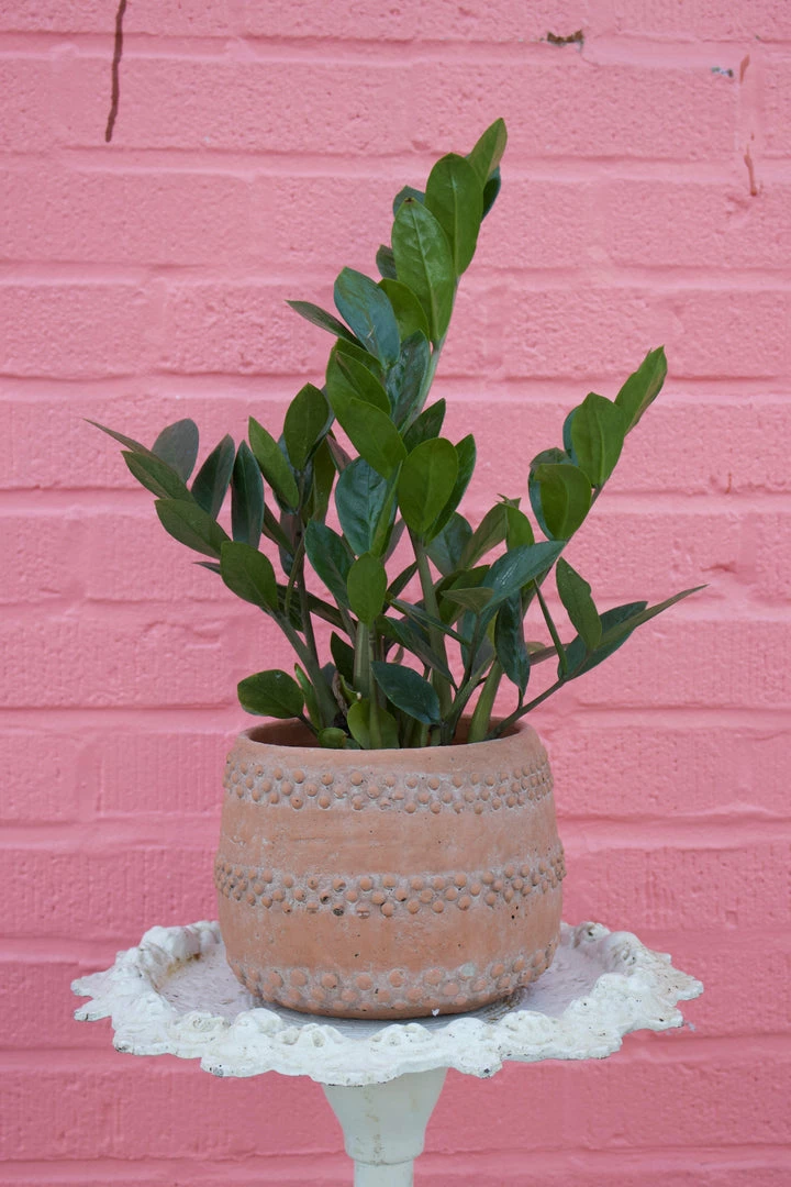 Feng Sway LIVE PLANTS PRE-ORDER ZZ Top ~ Live Plant 3 Feng Sway LIVE PLANTS PRE-ORDER ZZ Top ~ Live Plant