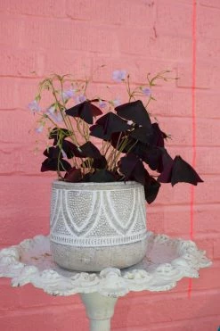 Feng Sway Purple Clover ~ Live Plant