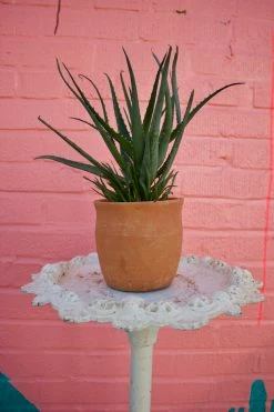 FENG SWAY LIVE PLANTS SWAY POTTING SERVICE