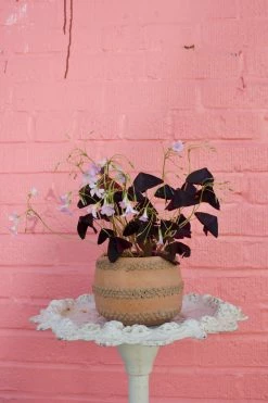 Feng Sway Mexican Terra Cotta 'Bumpy' Pot 4-5