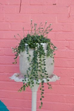 FENG SWAY ALL POTTERY Rounded White Textured Stoneware Pot