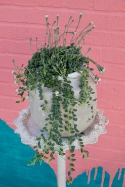 FENG SWAY ALL POTTERY Rounded White Textured Stoneware Pot