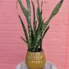FENG SWAY LIVE PLANTS SWAY POTTING SERVICE