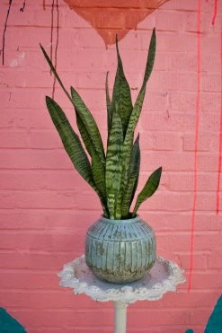 FENG SWAY LIVE PLANTS SWAY POTTING SERVICE