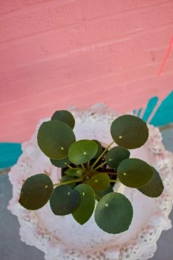 Feng Sway LIVE PLANTS PRE-ORDER Pilea