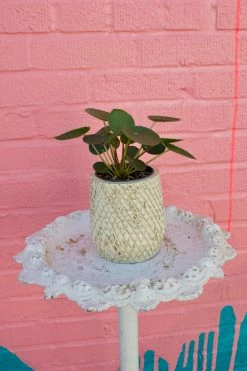 Feng Sway LIVE PLANTS PRE-ORDER Pilea