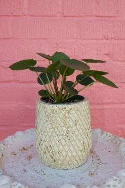 Feng Sway LIVE PLANTS PRE-ORDER Pilea "Pepperoni" ~ Live Plant