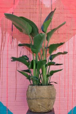 Feng Sway Exclusive 10" POTS Handmade Coca Leaf Planters