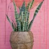 FENG SWAY LIVE PLANTS PRE-ORDER FOR PICK UP 10”-14” Snake ~ Live Plant