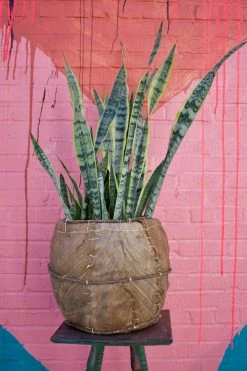 FENG SWAY LIVE PLANTS PRE-ORDER FOR PICK UP 10”-14” Snake ~ Live Plant