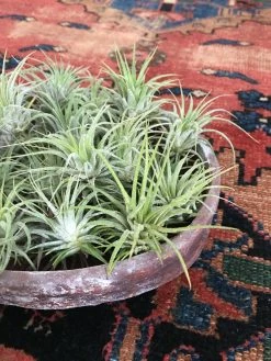 Feng Sway Air Plant FUN