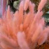 Feng Sway Pastel Pink Dried Bunny Tail Grass Bundle