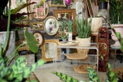 FENG SWAY LIVE PLANTS PRE-ORDER FOR PICK UP 10”-14” Snake ~ Live Plant